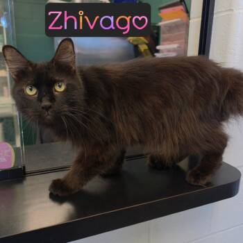 Zhivago -  American Bobtail Cat for Adoption in Parkersburg, West Virginia - Zhivago | PetCurious