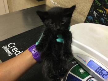 LOBO -  Domestic Short Hair Cat for Adoption in Riverside, California - LOBO | PetCurious