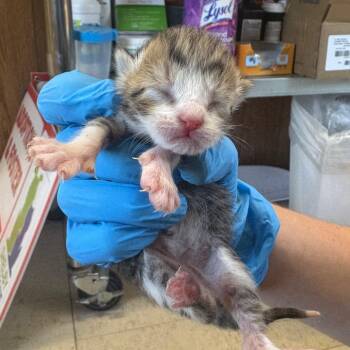 Garlic -  Domestic Short Hair Cat for Adoption in Columbiana, Alabama - Garlic | PetCurious