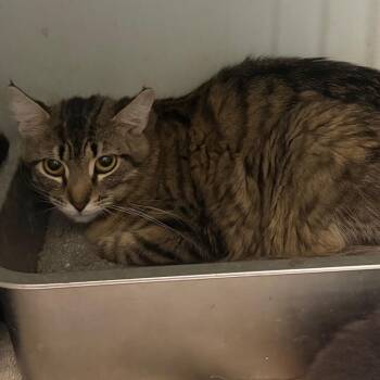 Mattie -  Maine Coon and Domestic Long Hair Cat for Adoption in Anderson, Texas - Mattie | PetCurious