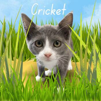 Cricket -  Domestic Short Hair Cat for Adoption in Aransas Pass, Texas - Cricket | PetCurious