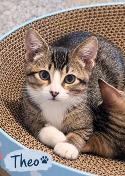 Theo -  Tabby Cat for Adoption in Casselberry, Florida - Theo | PetCurious