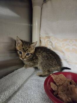 PINTO -  Domestic Short Hair Cat for Adoption - PINTO | PetCurious