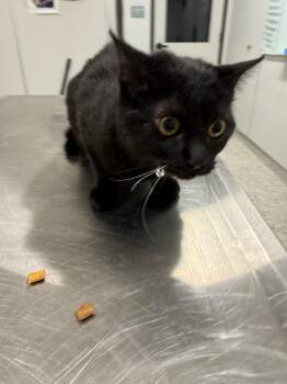 Tulip/ -  Domestic Short Hair Cat for Adoption in Clarksville, Tennessee - Tulip/ | PetCurious