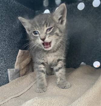 Domestic Short Hair Cats Available for Adoption in Dallas, Texas - CLOUDY | PetCurious