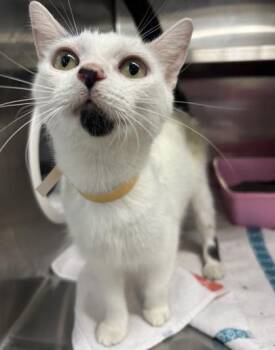 Xena -  Domestic Short Hair Cat for Adoption in Cincinnati, Ohio - Xena | PetCurious