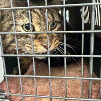 Domestic Medium Hair Cats Available for Adoption in Philadelphia, Pennsylvania - Riley | PetCurious