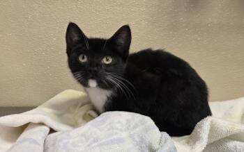 Sanchita -  Domestic Short Hair Cat for Adoption in Vancouver, Washington - Sanchita | PetCurious