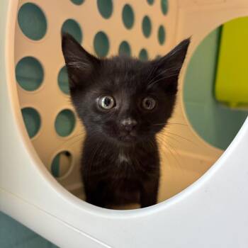 Batman -  Domestic Short Hair Cat for Adoption in Roxboro, North Carolina - Batman | PetCurious