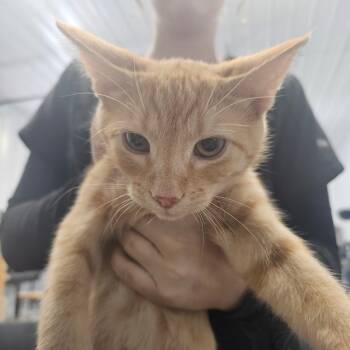 Rescue Domestic Short Hair Cats for Adoption in Corydon, Indiana - Road | PetCurious