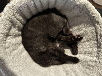 Rescue Domestic Short Hair Cats for Adoption in Cottonwood Heights, Utah - Orzo | PetCurious