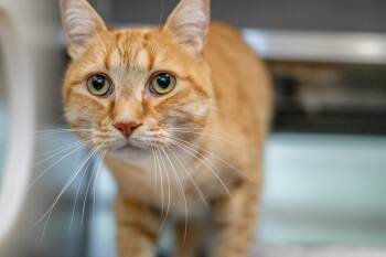 Wybie -  Domestic Short Hair Cat for Adoption in Hilton Head Island, South Carolina - Wybie | PetCurious