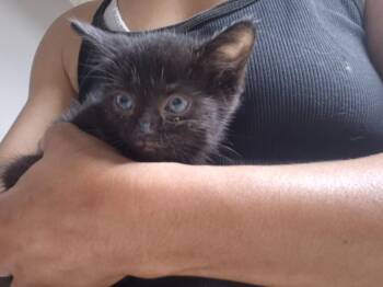 Fred -  Domestic Short Hair Cat for Adoption in Cincinnati, Ohio - Fred | PetCurious