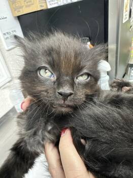 Domestic Medium Hair Cats Available for Adoption in Pomona, New York - Cinder | PetCurious