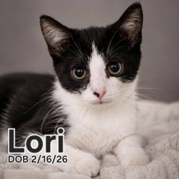 Tuxedo and Domestic Short Hair Cats Available for Adoption in Quincy, Ohio - Lori | PetCurious