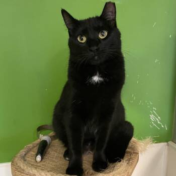 Virginia Slim -  Domestic Long Hair Cat for Adoption in Chicago, Illinois - Virginia Slim | PetCurious