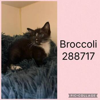 Domestic Short Hair Cats Available for Adoption in Macon, Georgia - BROCCOLI | PetCurious