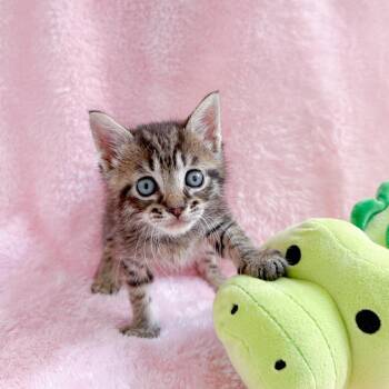 Spudly -  Tabby Cat for Adoption in New Orleans, Louisiana - Spudly | PetCurious