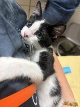 Bluberry -  Domestic Short Hair Cat for Adoption in Westland, Michigan - Bluberry | PetCurious