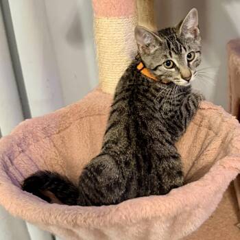 Umbreon -  Domestic Short Hair Cat for Adoption in Syracuse, New York - Umbreon | PetCurious