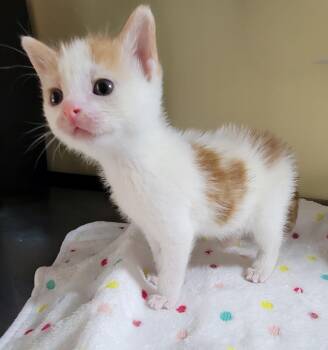 Domestic Short Hair Cats Available for Adoption in Aylett, Virginia - Patch | PetCurious