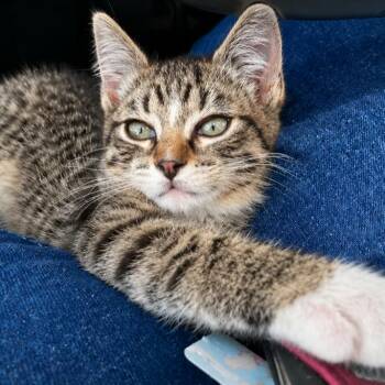 Ivy -  American Shorthair Cat for Adoption in Calimesa, California - Ivy | PetCurious