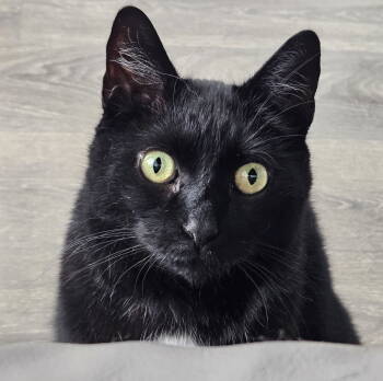 Rescue Domestic Short Hair Cats for Adoption in Richmond Hill, Ontario - Poppyseed (Happy Single) | PetCurious