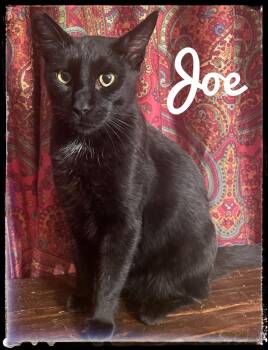 Joe -  Domestic Short Hair Cat for Adoption in El Cajon, California - Joe | PetCurious