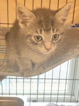 Domestic Short Hair Cats Available for Adoption in Lunenburg, Massachusetts - Patrick | PetCurious