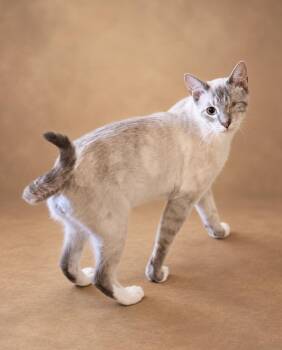 Odin -  Siamese Cat for Adoption in Houston, Texas - Odin | PetCurious