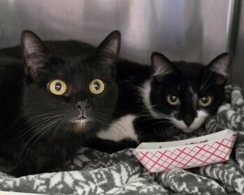 Domestic Short Hair Cats Available for Adoption - Edwina (bonded W/  Kate ) | PetCurious