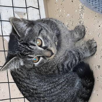 Rescue Domestic Short Hair Cats for Adoption in Newport, Tennessee - Oscar | PetCurious