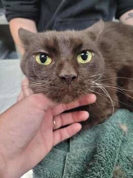 Rescue Domestic Medium Hair and Domestic Short Hair Cats for Adoption in Memphis, Tennessee - Kamaria | PetCurious