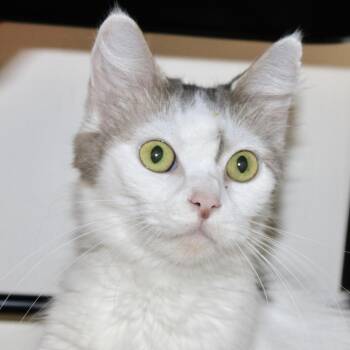 Catfish -  Domestic Medium Hair Cat for Adoption in Port Washington, New York - Catfish | PetCurious