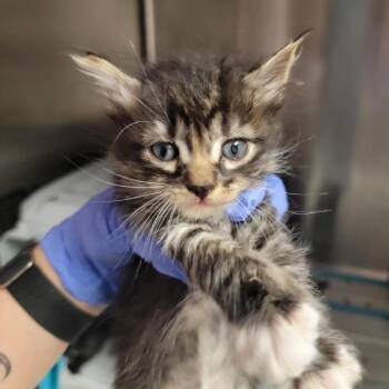 Jan -  Domestic Medium Hair Cat for Adoption in Salt Lake City, Utah - Jan | PetCurious