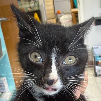 Rescue Domestic Short Hair Cats for Adoption in Jacksonville, Arkansas - Creature | PetCurious