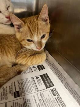 Marigold -  Domestic Short Hair Cat for Adoption in Hopkinsville, Kentucky - Marigold | PetCurious