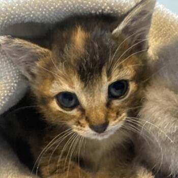 Fig -  Domestic Short Hair Cat for Adoption in Austin, Texas - Fig | PetCurious
