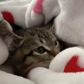 Roger Rabbit -  Domestic Short Hair Cat for Adoption in Keizer, Oregon - Roger Rabbit | PetCurious