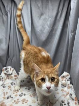 Rescue Domestic Short Hair Cats for Adoption in Grovetown, Georgia - A118679 | PetCurious