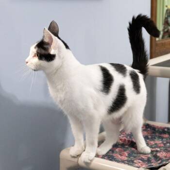 Domestic Short Hair Cats Available for Adoption in Mckean, Pennsylvania - Vache | PetCurious