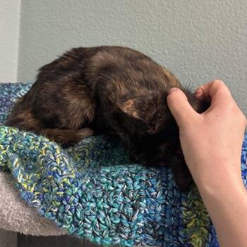 Domestic Short Hair Cats Available for Adoption in Titusville, Florida - Kimiko | PetCurious