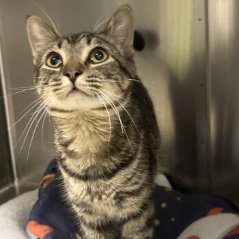 Nutty buddy -  Domestic Short Hair Cat for Adoption in Collierville, Tennessee - Nutty Buddy | PetCurious