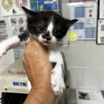 Sergei -  Domestic Short Hair Cat for Adoption in Birmingham, Alabama - Sergei | PetCurious