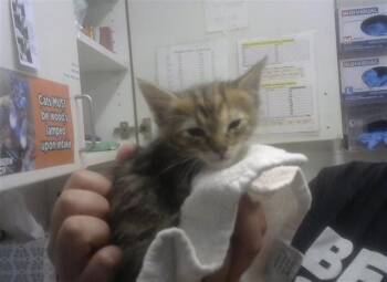 SAM -  Domestic Medium Hair and Domestic Short Hair Cat for Adoption in Albuquerque, New Mexico - SAM | PetCurious