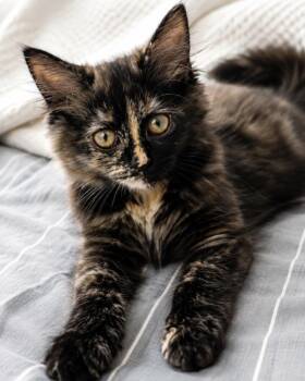 Darla -  Maine Coon and Domestic Short Hair Cat for Adoption in Brampton, Ontario - Darla | PetCurious