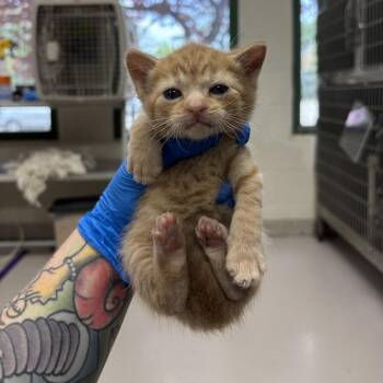 Dawyne -  Domestic Short Hair Cat for Adoption in Indianapolis, Indiana - Dawyne | PetCurious