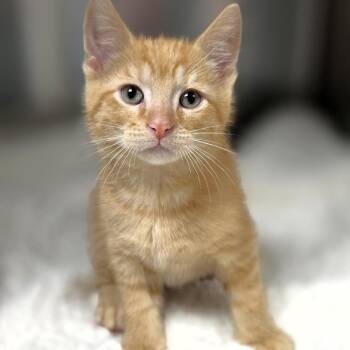 Mississippi -  Domestic Medium Hair Cat for Adoption in Michigan City, Indiana - Mississippi | PetCurious