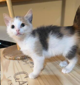 Flower -  Domestic Short Hair Cat for Adoption in East Hanover, New Jersey - Flower | PetCurious
