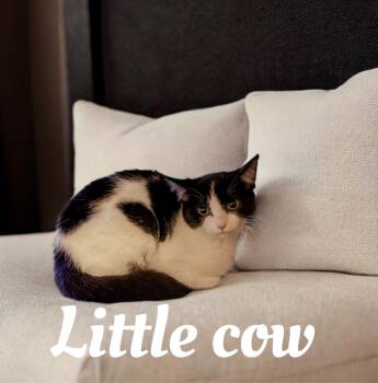 Rescue Tuxedo Cats for Adoption in Plant City, Florida - Little Cow | PetCurious